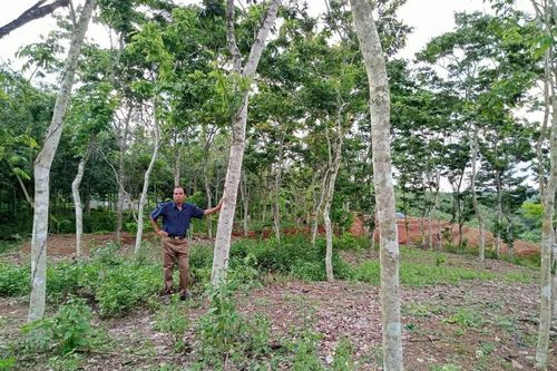Những ông chủ vườn sưa...