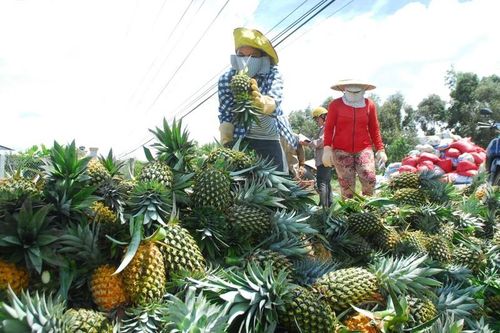 Sản xuất rải vụ cây ăn quả nâng cao thu nhập cho nhân dân