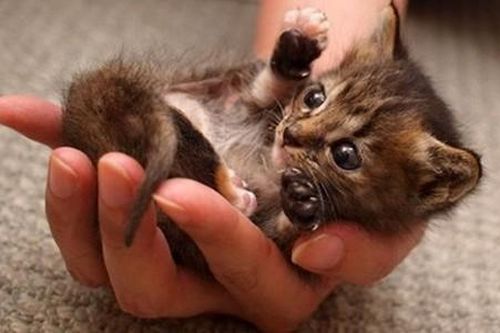 Mê mẩn loài mèo nhỏ nhất hành tinh, nằm gọn lỏn trong tay người