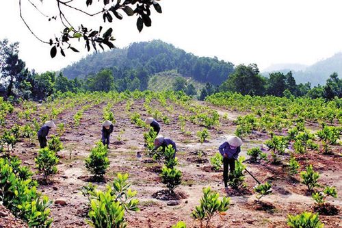 Đẩy mạnh trồng rừng để giảm thiểu sạt lở đất