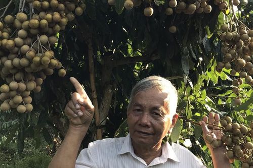 Lão nông 40 năm mày mò lai tạo bằng được giống nhãn quý trên đất Vĩnh Long