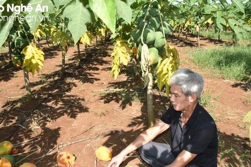 Doanh nghiệp hỗ trợ vốn đầu tư cho nông dân bị thiệt hại do trồng đu đủ ở Thái Hòa