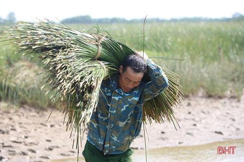 Vụ cói kém vui của người dân 'ốc đảo' Hồng Lam