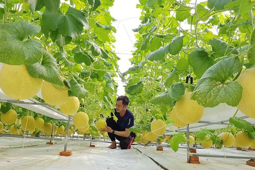 An Giang đưa công nghệ số vào các ngành kinh tế mũi nhọn
