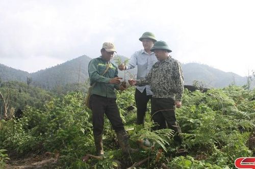 Chi trả đầy đủ, kịp thời chính sách dịch vụ môi trường rừng