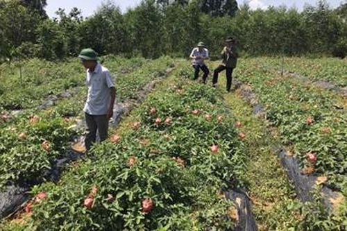 Sâm Bố Chính tiếp tục chết ở nhiều địa phương