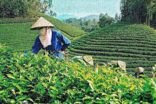 Phân bón Văn Điển giúp 'xanh hơn' vùng chè hữu cơ Lâm Đồng