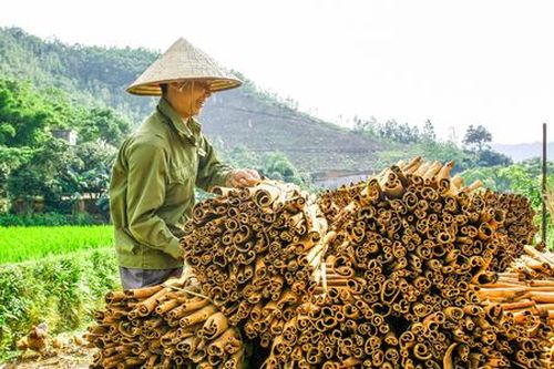 Hương quế bay xa giúp người dân thoát cảnh nghèo khó