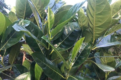 Lá mít có giải rượu như lời đồn trong dân gian?