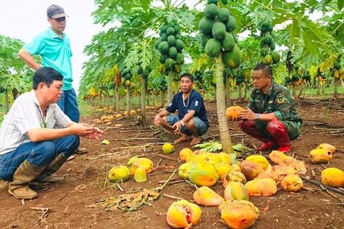 Doanh nghiệp bẻ kèo, nông dân thua thiệt