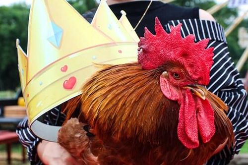 Quảng Ninh: Hấp dẫn hội thi 'Vua gà', 'Hoa hậu gà'