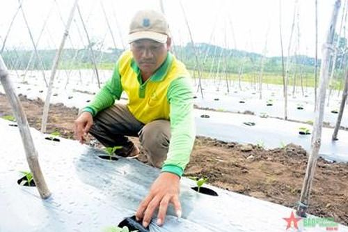 Hiệu quả từ dự án công nghệ tưới tiết kiệm nước ở Đak Pơ