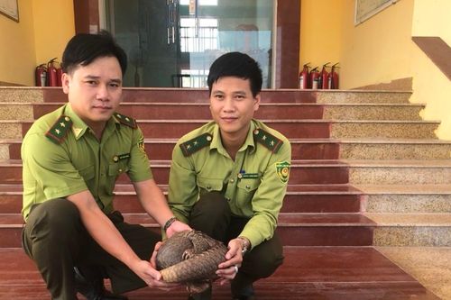 Quảng Bình: Giải cứu cá thể tê tê Java quý hiếm từ giao nhận hàng