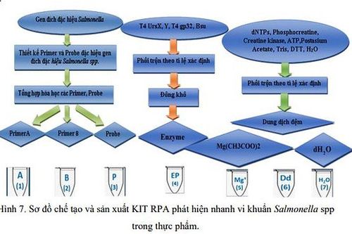 Kit phát hiện nhanh vi khuẩn Salmonella
