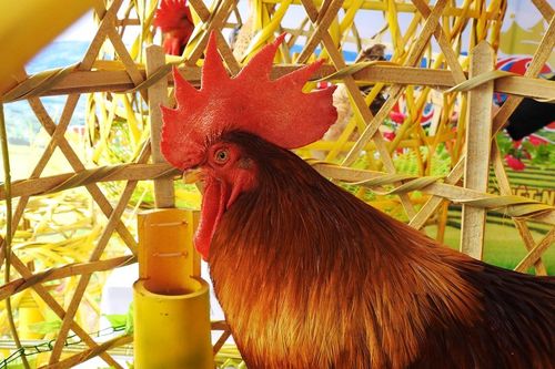 Quảng Ninh tổ chức thi Vua gà và Hoa hậu gà