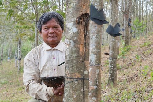 Trồng cao su tiểu điền, nhiều bà con người dân tộc thiểu số thoát nghèo