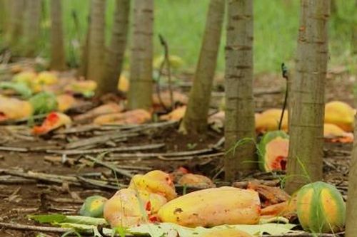 Nghệ An: Doanh nghiệp đền bù 225 triệu đồng/ha đu đủ vì không thể thu mua