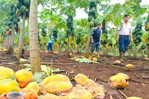 Xót xa nhìn vườn đu đủ thối rụng vì doanh nghiệp bất ngờ 'lật kèo'