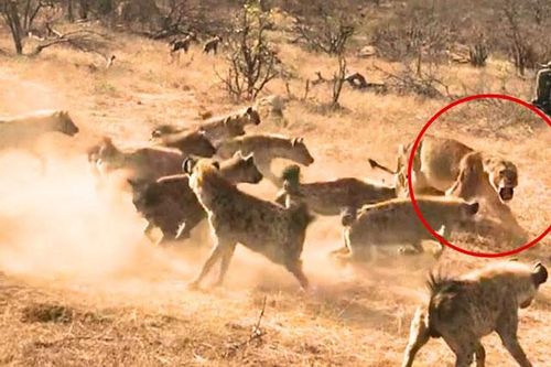 CLIP: Sư tử đực ra tay khiến đàn linh cẩu 'sợ mất mật'