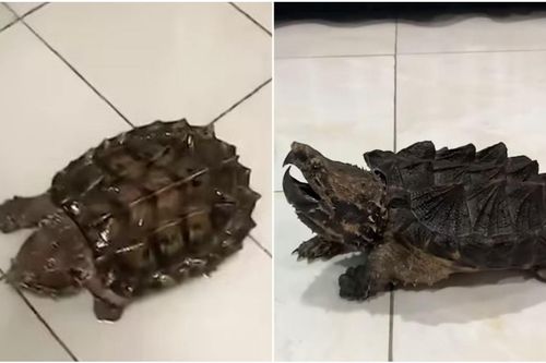 Thanh niên chia sẻ hình ảnh rùa bò vào nhà, dân mạng đưa ra lời cảnh báo