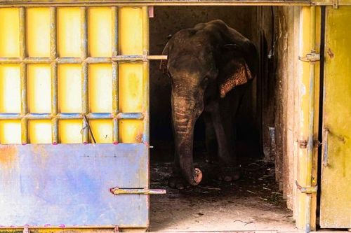 Phát hiện thêm voi ở Thiên Đường Bảo Sơn cũng bị xích, nhốt
