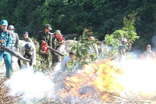 Chú trọng phòng cháy, chữa cháy rừng, nâng cao độ che phủ rừng