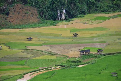 Bỏ ngỏ tiềm năng du lịch nông nghiệp