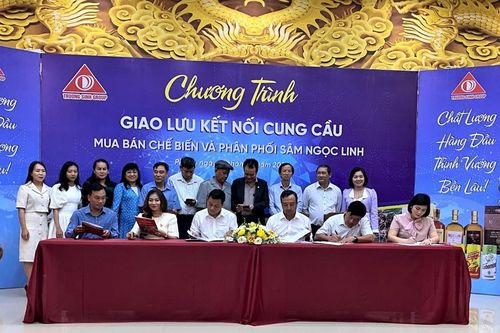 Công ty Trường Sinh tổ chức chương trình kết nối cung cầu mua bán, chế biến sâm Ngọc Linh