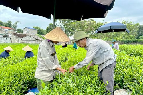Đồng Hỷ: Phát triển vùng chè chất lượng cao