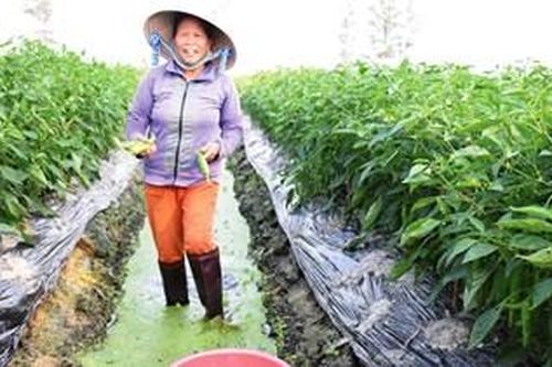 Nhiều trở lực trong phát triển kinh tế hợp tác xã