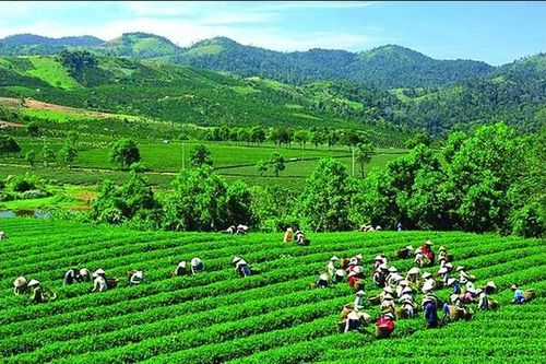 Đại Từ - Thái Nguyên: Quy hoạch 5 vùng sản xuất chè tập trung quy mô lớn gần 5.000 ha