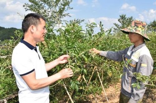 Tinh thần tương thân, tương ái giúp HTX vùng dân tộc thiểu số phát triển bền vững