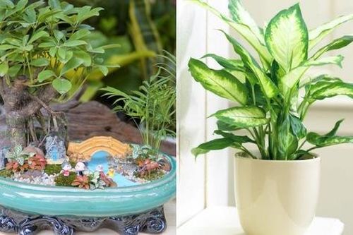 Người giàu thích đặt 5 cây này trước cửa, để phú quý không ngừng chảy vào nhà