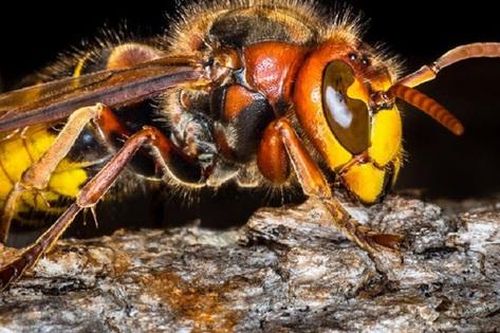 Một phụ nữ tử vong do ong đốt, bác sĩ chỉ cách nhận biết các loài ong và sơ cứu đúng