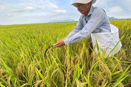 Nông dân trồng lúa thắng lợi 'kép'