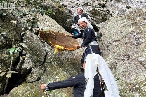 Rộn ràng ngày thu hoạch sáp ong ở Hoài Khao