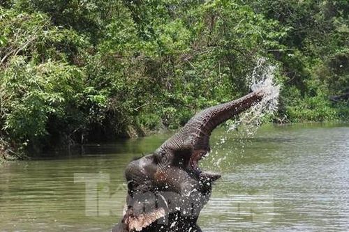 Ngừng chở khách, voi 'thỏa thích vui đùa' dưới nước khi được thả về rừng