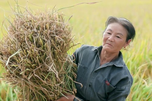 Nông dân trồng lúa vẫn nghèo và điều 'ám ảnh tâm trí' Bộ trưởng Lê Minh Hoan