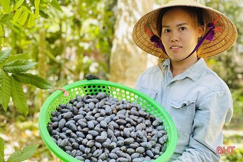 Về 'thủ phủ' trám đen ở Hà Tĩnh