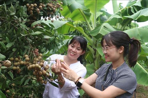 Hấp dẫn với tour trải nghiệm vườn nhãn ở Hưng Yên