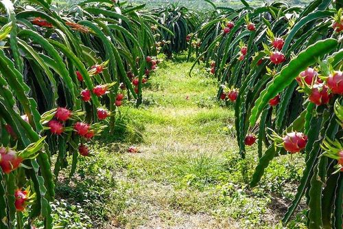 Bình Thuận: Đi mua thanh long sẵn tiện hiếp dâm, chiếm đoạt tài sản