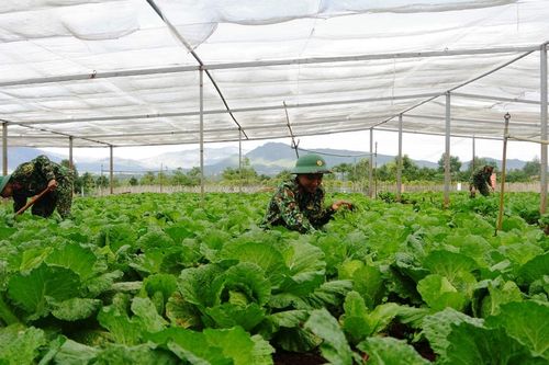 Các đơn vị quân đội chủ động nguồn rau xanh trong mùa mưa