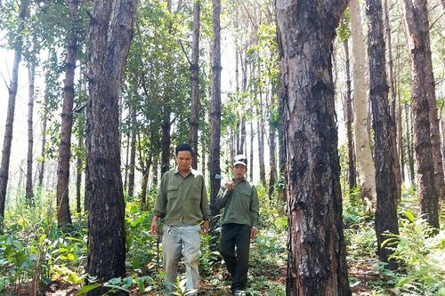 Ngàn thông xanh đất Ia Kreng