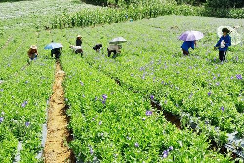 Các địa phương đẩy nhanh tiến độ trồng, chăm sóc cây dược liệu