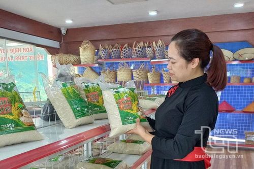 Đưa 'nàng thơm' về đồng đất Thái Nguyên