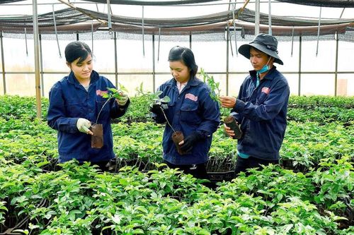 Gia Lai vượt kế hoạch nhiều chỉ tiêu