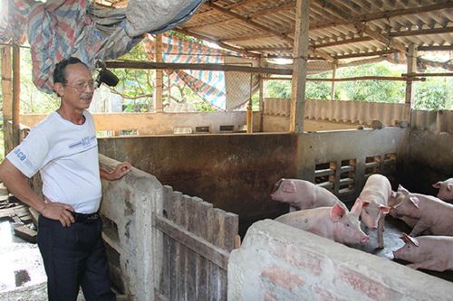 Tổng đàn heo giảm hơn 20%, cảnh báo nguy cơ đắt đỏ vì thiếu hụt dịp cuối năm