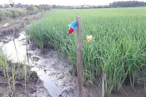 Dùng 4 máy phát điện để bẫy chuột ruộng lúa, người đàn ông bị điện giật tử vong