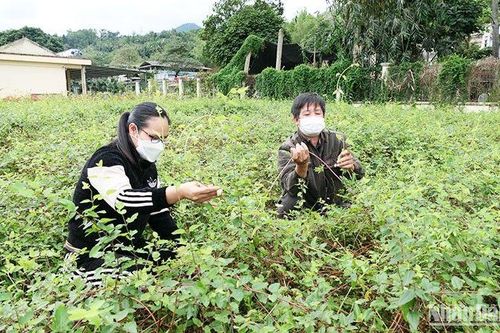 Chuỗi giá trị cho cây dược liệu