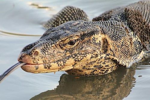 Đang tuần tra, sửng sốt đối mặt 'quái thú' rồng vàng năm móng